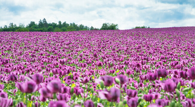 Flowering opium poppy field with beautiful floral pattern of purple blooms. Papaver somniferum. Fragile ornamental flowers of crop cultivated to food industry in scenic spring landscape with blue sky.