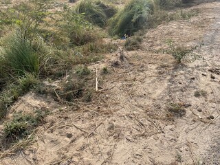 Natural rural landscape with trees, green plants, dried vegetation, soil, farmland, and a peaceful garden environment