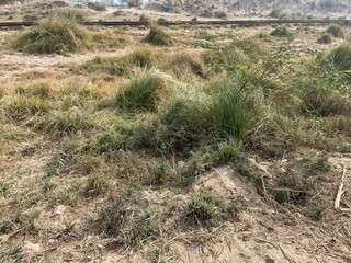 Natural rural landscape with trees, green plants, dried vegetation, soil, farmland, and a peaceful garden environment