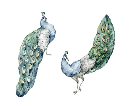 Watercolor peacock bird illustration