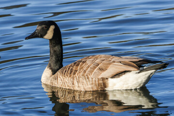 Canada Goose On Lake Blue Reflections - 241C8359