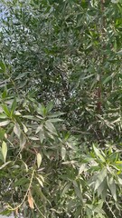 Natural rural landscape with trees, green plants, dried vegetation, soil, farmland, and a peaceful garden environment