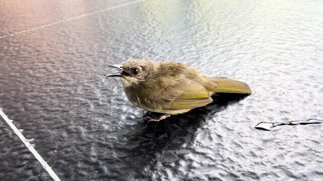 Olive-winged bulbul (Pycnonotus plumosus) recovering after window collision