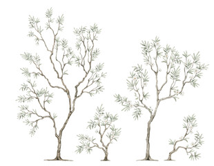 Obraz premium Watercolor tree with green leaves in chinoiserie style. Spring greenery illustration