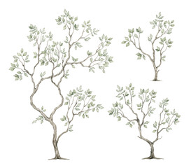 Obraz premium Watercolor tree with green leaves in chinoiserie style. Spring greenery illustration