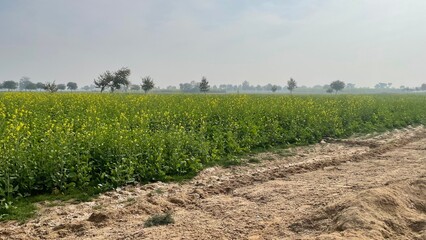 Natural rural landscape with trees, green plants, dried vegetation, soil, farmland, and a peaceful garden environment