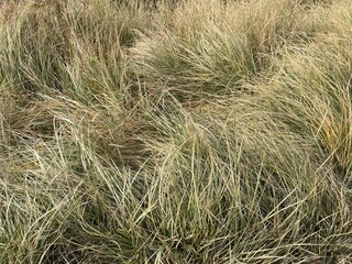 Natural rural landscape with trees, green plants, dried vegetation, soil, farmland, and a peaceful garden environment