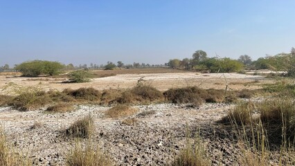 Natural rural landscape with trees, green plants, dried vegetation, soil, farmland, and a peaceful garden environment