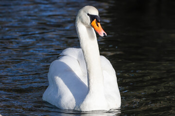 Obraz premium Mute Swan On River Hiz - _S5A6212