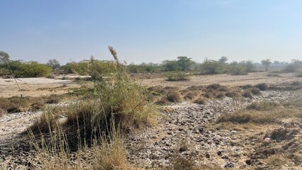 Natural rural landscape with trees, green plants, dried vegetation, soil, farmland, and a peaceful garden environment