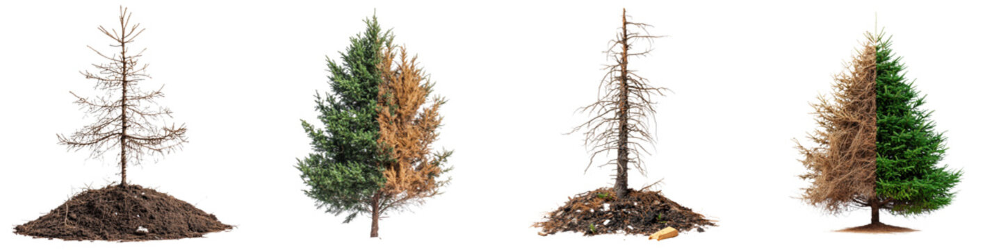 Row of dying and healthy Christmas trees showing decay and regeneration isolated on white

