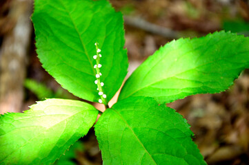 西丹沢の明神山　フタリシズカ
