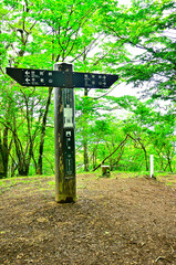 西丹沢の湯船山山頂　新緑の森
