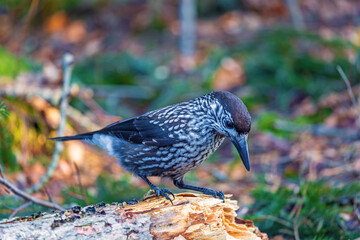 Tannenh&auml;her - Wildvogel - Eichelh&auml;her - Allg&auml;u 