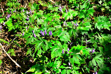 道志山塊の杓子山　ヤマトリカブト

