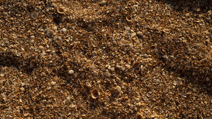 A close-up of countless shell fragments and grains of sand creating a naturally textured background. The tiny shell fragments highlight the details and patterns found on the beach in the sunlight.