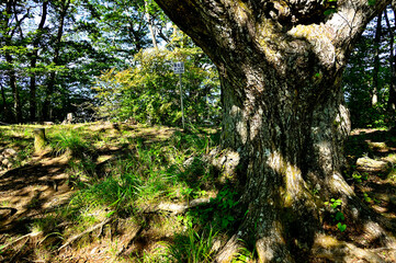 道志山塊の鹿留山山頂
