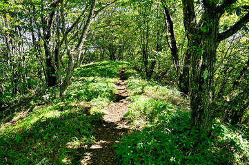 道志山塊の子ノ神山頂　鹿留山コースの森
