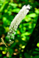 道志山塊の杓子山　サラシナショウマ
