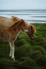 Close-up of Icelandic horses grazing in a lush green meadow