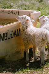 Close-up of two Icelandic lambs drinking water on a sunny farm day