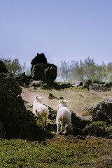 Two Icelandic lambs walking among volcanic rocks and moss in the Icelandic countryside under a clear blue sky