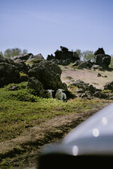 Two Icelandic lambs resting in the shade of volcanic rocks in Icelandic lava field