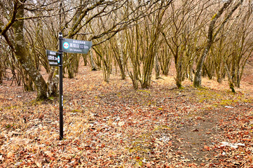 丹沢の高指山　甲相国境尾根のバラジマ峠（茨島峠）
