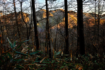 道志山塊のガンギ沢ノ頭より　木々の向こうに朝焼けに染まった今倉山
