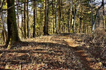 道志山塊の御正体山北東尾根　カヤノ沢山山頂
