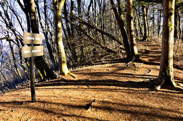 道志山塊の御正体山北東尾根　坂ノ落合（白井平分岐）
