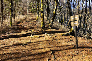 道志山塊の御正体山北東尾根　坂ノ落合（白井平分岐）

