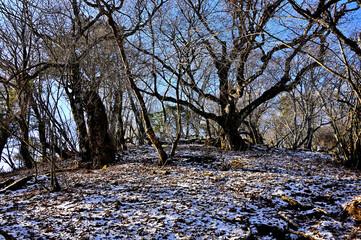 道志山塊の御正体山　初冠雪の頃
