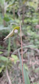 Nature's Hidden Secret: Rare White Tortoise bettle Found Under a Leaf