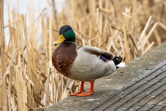 Mallard (Anas platyrhynchos) - Common on lakes rivers and ponds across Europe