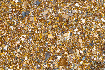 Detailed macro view of multicolored shell debris  on beach surface