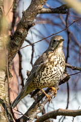 Mistle Thrush (Turdus viscivorus) - Common in parks woods and gardens across Europe