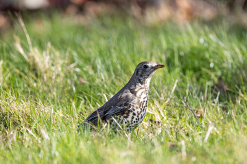 Fototapeta premium Mistle Thrush (Turdus viscivorus) - Common in parks woods and gardens across Europe