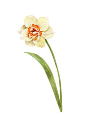 Watercolor painting of a yellow daffodil with leaves. Hand-drawn botanical illustration for card embellishment and spring design.