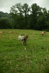 Two donkeys in the green pasture on a cloudy day. Cows resting in the background, rural countryside landscape, farm animals in natural environment 