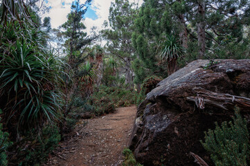 Tasmanian forest scene with Richea pandanifolia and eucalyptus woodland. Spiky pandani foliage and tall gum trees represent endemic flora of Australian natural landscapes.