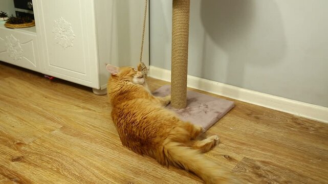 Playful active young orange main coon cat on the scratching post indoors in home interior  playing