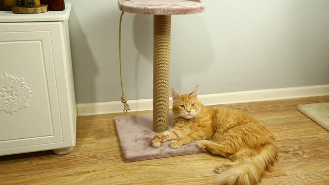 Playful active young orange main coon cat on the scratching post indoors in home interior  playing