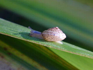 The girdled snail (Hygromia cinctella) on a large green leaf