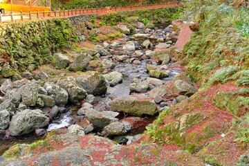 秋の渓谷美、苔むした岩と清流に散る赤い落ち葉が織りなす日本の自然風景と石垣のある遊歩道