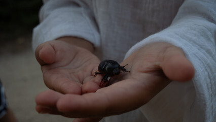 A large beetle in a child's small hands. A child carefully holds a large black beetle in their palms, developing curiosity and a connection with nature while exploring the wonders of the insect world.
