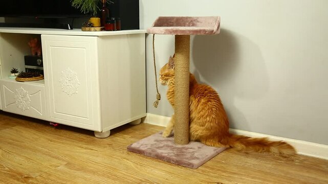 Playful active young orange main coon cat on the scratching post indoors in home interior  playing