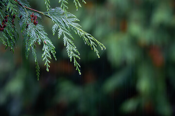 Evergreen leaves needles in the rain