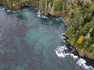 Coastline kelp with evergreen trees