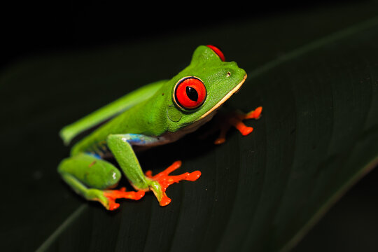 Close-up of a Red-Eyed Tree Frog (Agalychnis callidryas) Sitting on a Dark Green Leaf, Highlighted Against a Black or Deeply Blurred Background